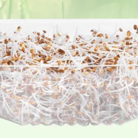 Семена люцерны, 100 г